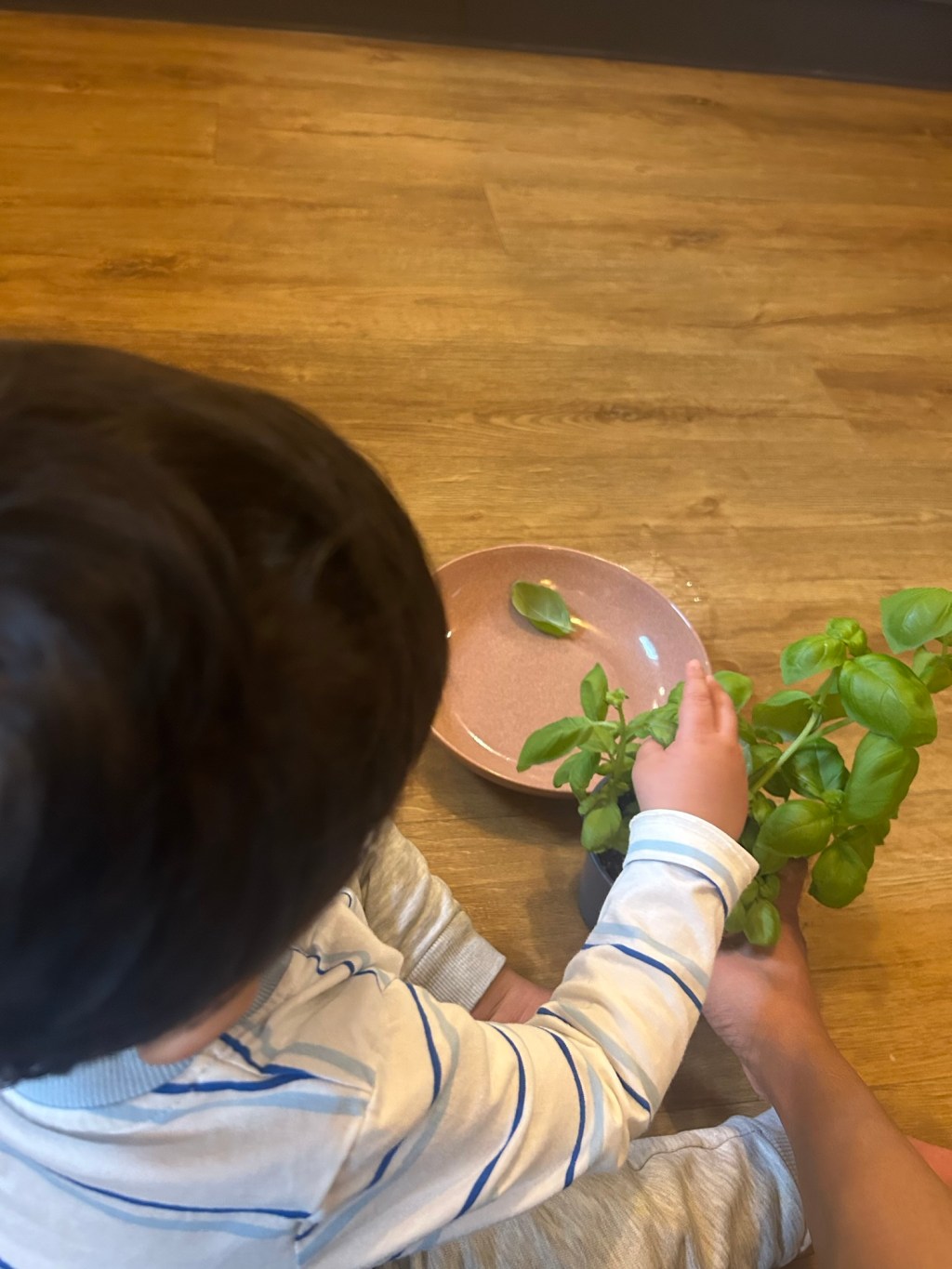 Why Toddlers Are Drawn to Real Work (Montessori Toddler&nbsp;Perspective)